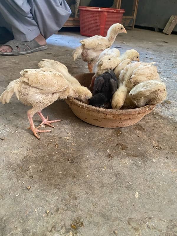 Aseel heera chicks For sale Whatsapp 03072200443 4