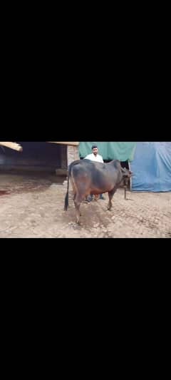 cholistani cow for sale