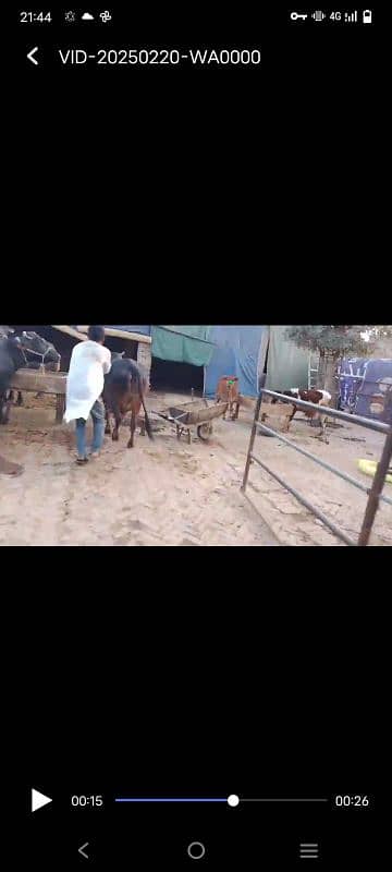 cholistani cow for sale 3