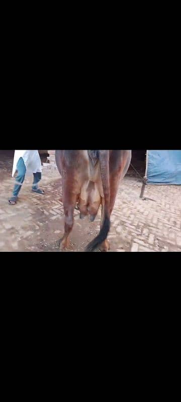 cholistani cow for sale 5