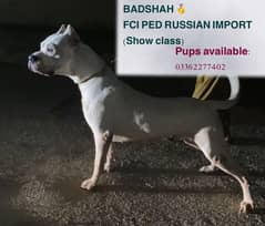 Imported Dogo argentino puppies available for sale