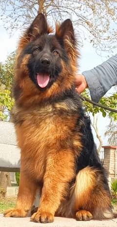 Triple coat German shepherd female