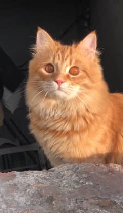 Orange Male cat