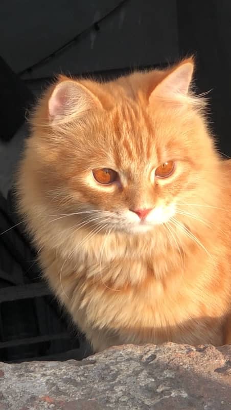 Orange Male cat 1