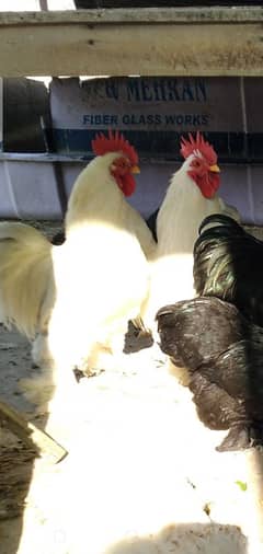 Bantam Eggs and Chicks available in cheap Price