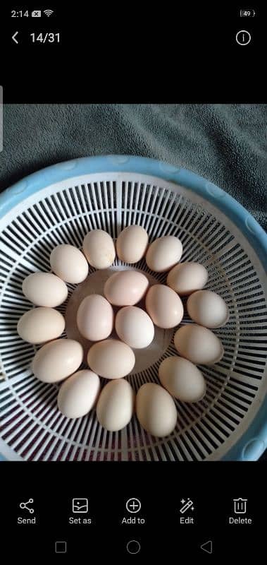 Bantam Eggs and Chicks available in cheap Price 1