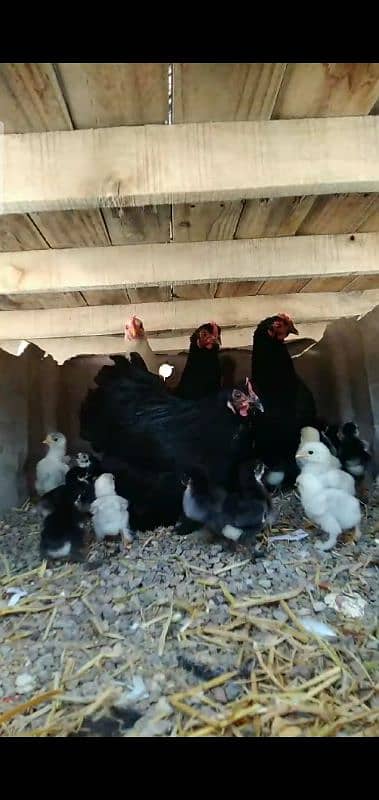 Bantam Eggs and Chicks available in cheap Price 2