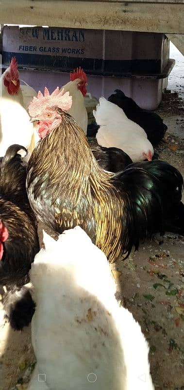 Bantam Eggs and Chicks available in cheap Price 3