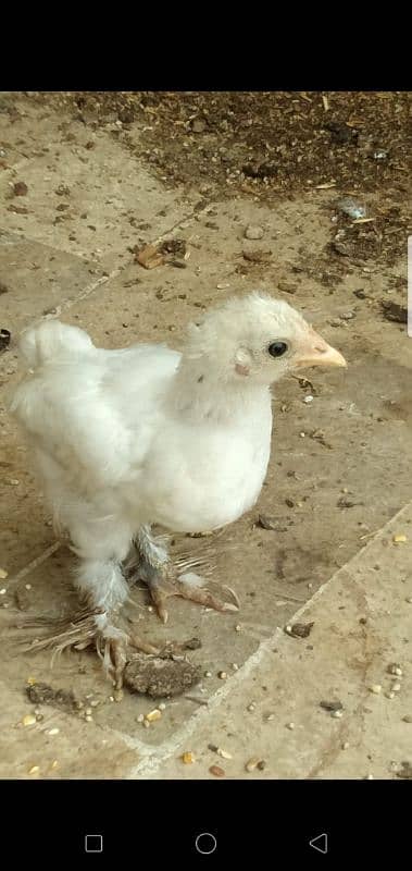 Bantam Eggs and Chicks available in cheap Price 4