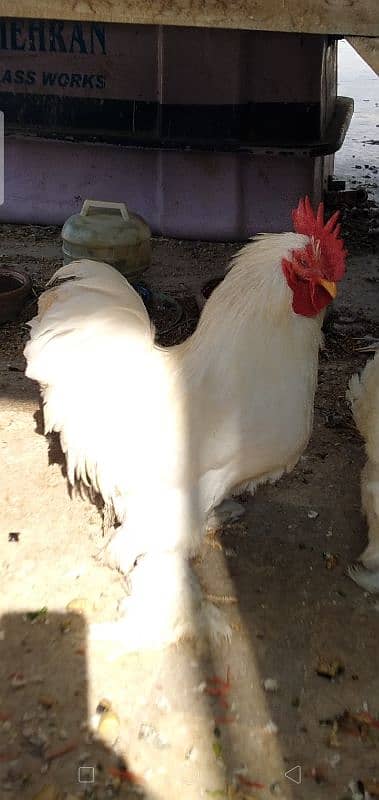 Bantam Eggs and Chicks available in cheap Price 5