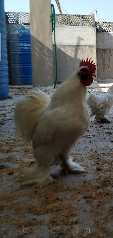 Bantam Eggs and Chicks available in cheap Price 9