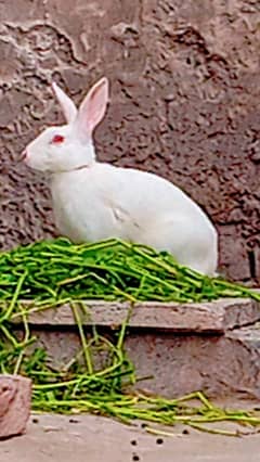 Red Eyes Rabbits