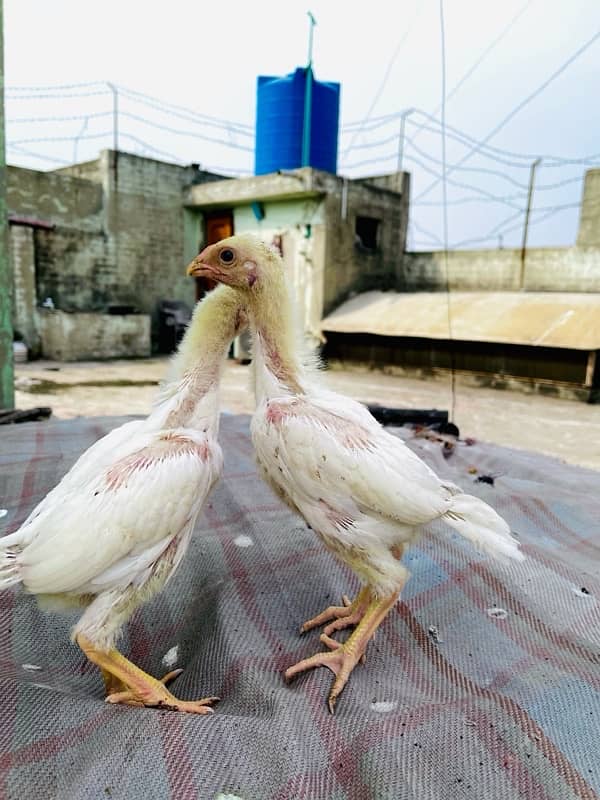 O shamo Aseel chicks for sale 2