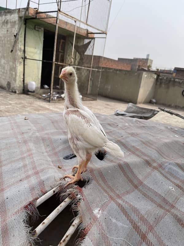 O shamo Aseel chicks for sale 5