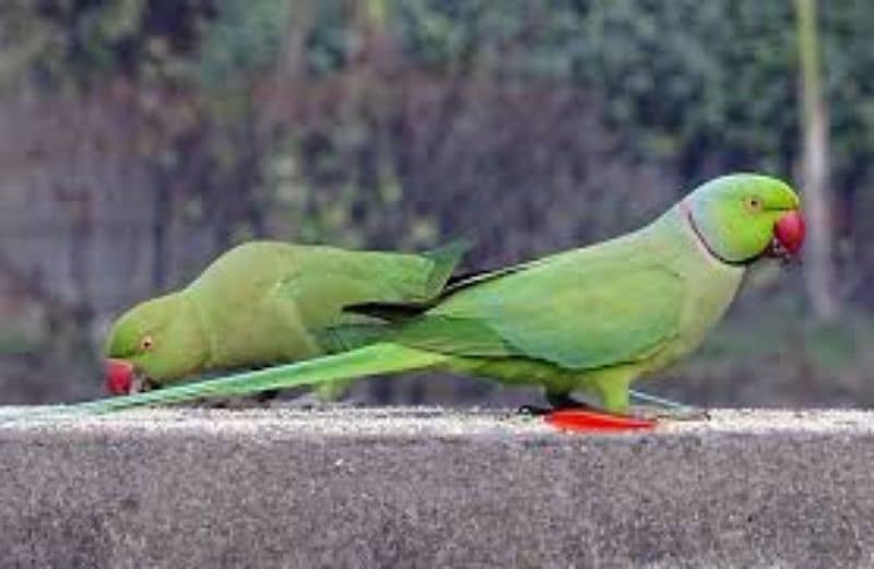 Green ringnack pair 0