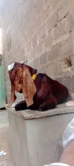 breader Bakra for sale