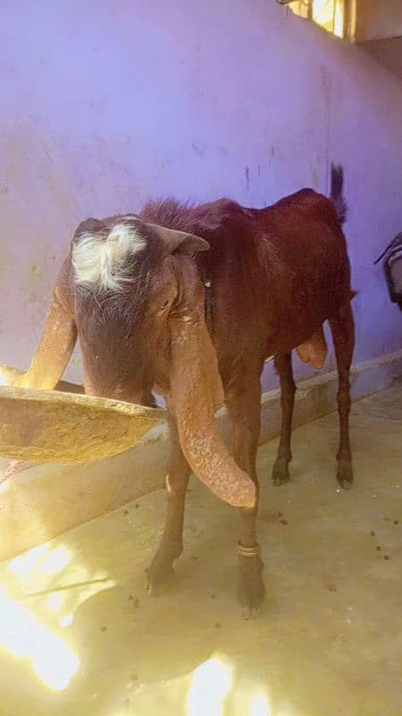 breader Bakra for sale 1