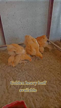 golden heavy buff 3 pcs age 3month