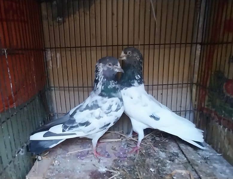 breeder pigeon pairs 0