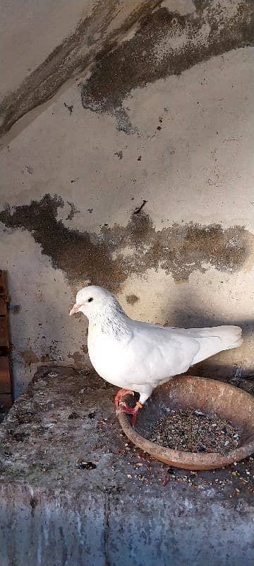 breeder pigeon pairs 7