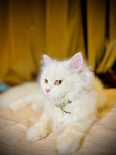 8 month vaccinated female kitten tripal cort persion