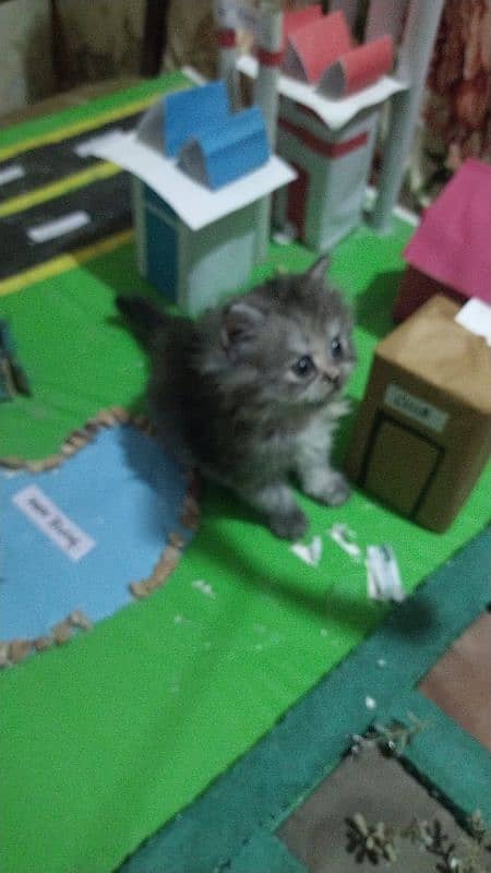 Rozi female kitten for Sale 1