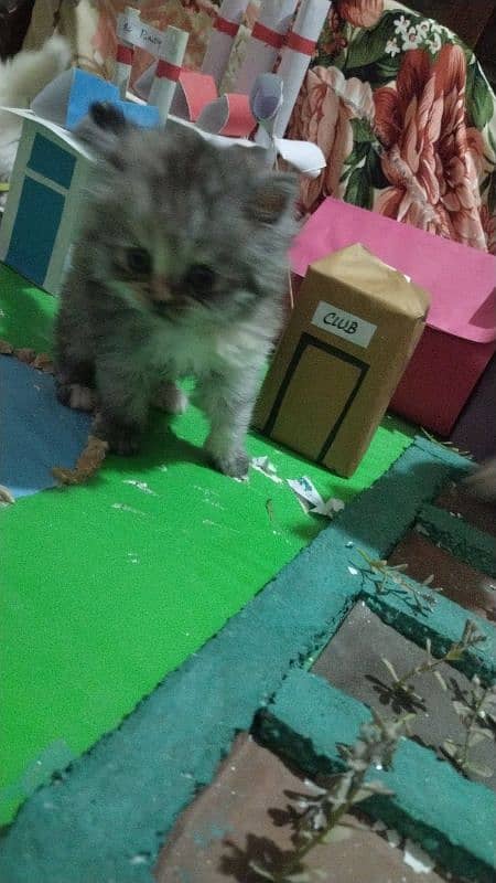 Rozi female kitten for Sale 3