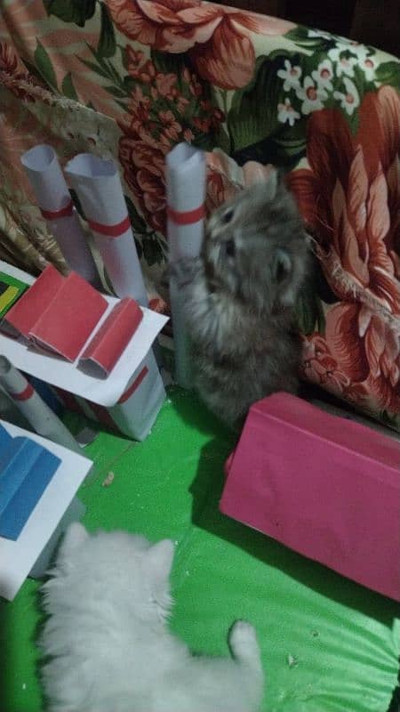 Rozi female kitten for Sale 7