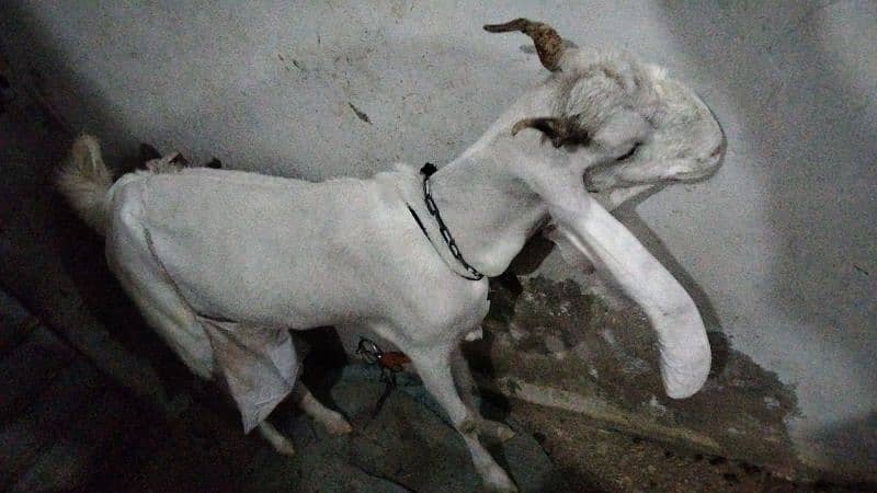 Gulabi bakri with kid 5 month 3