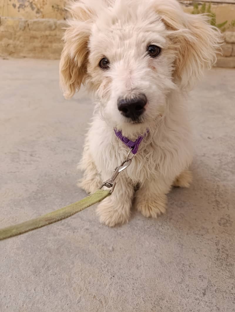 5 months old poodle dog 1