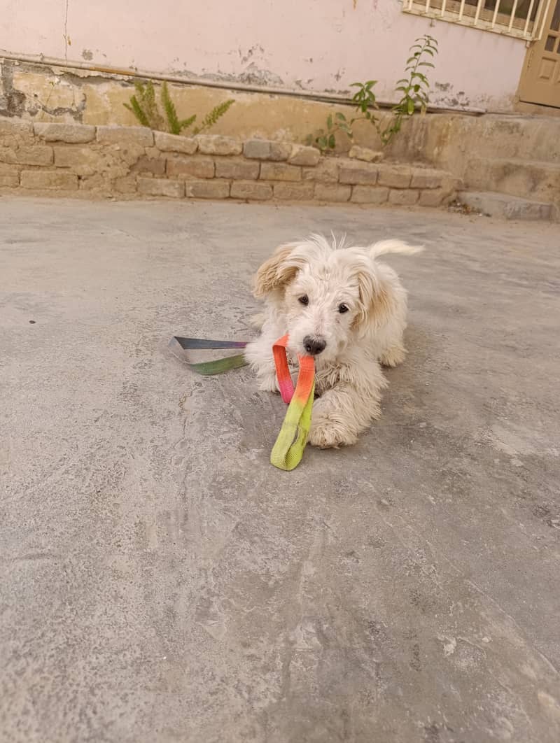 5 months old poodle dog 2