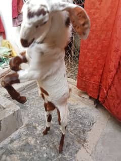 ek sal ka Bakra hai yah sel karna chah rahe hain