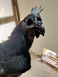 ayam cemani grey tough