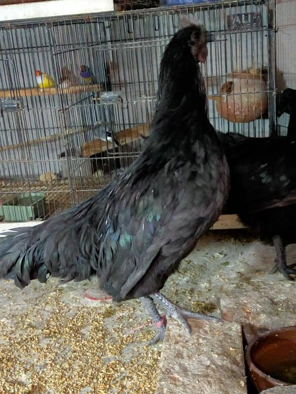 ayam cemani grey tough 1