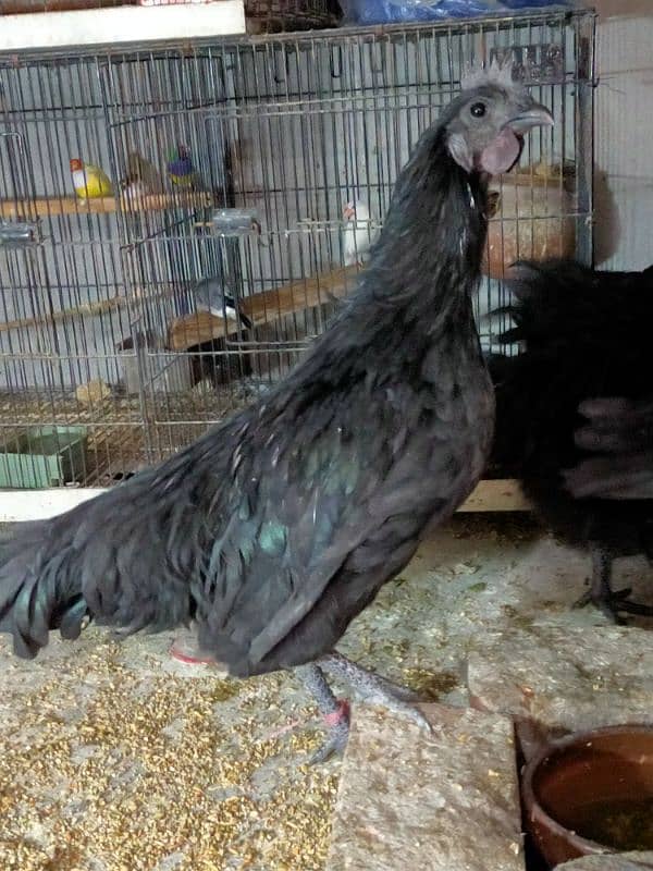 ayam cemani grey tough 2