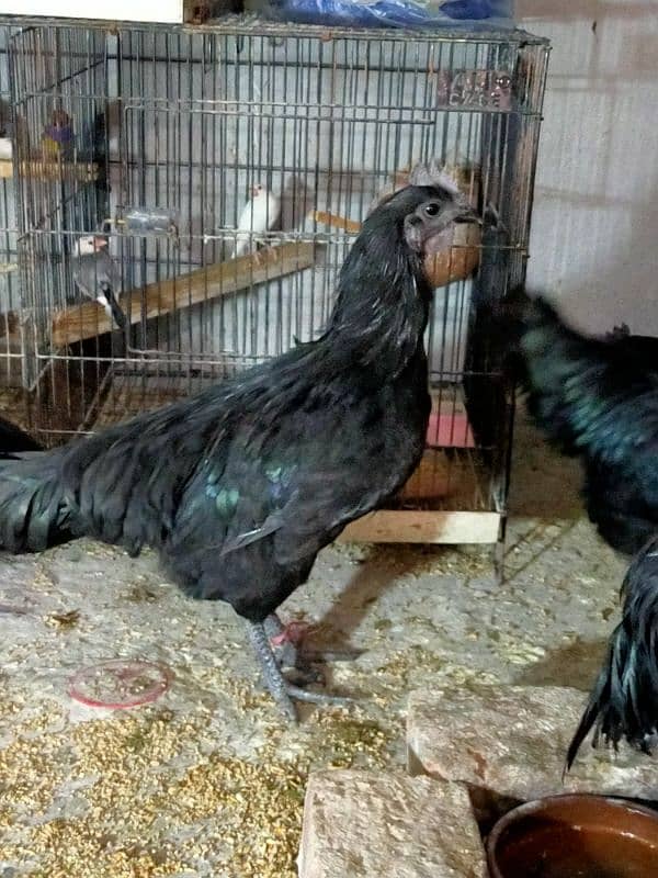 ayam cemani grey tough 3