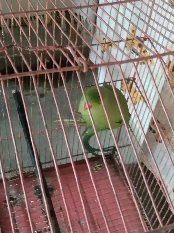 green Bird 2