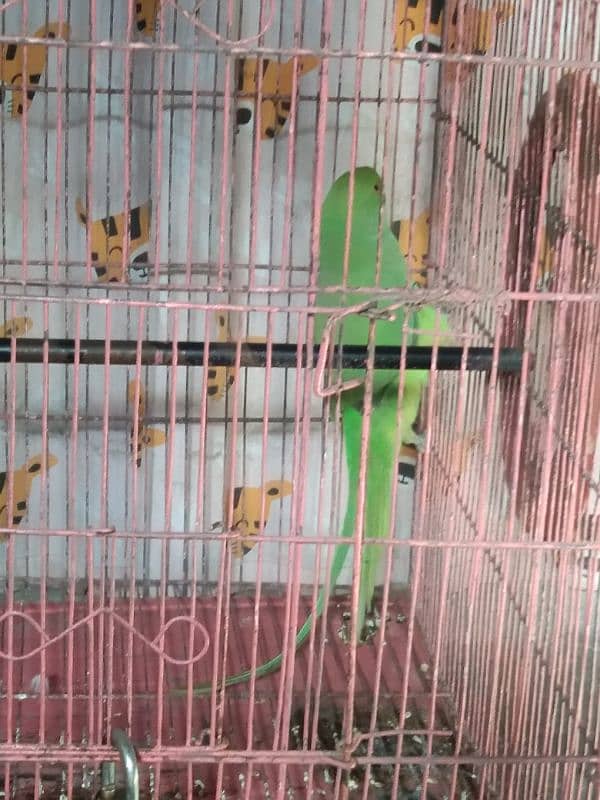 green Bird 4