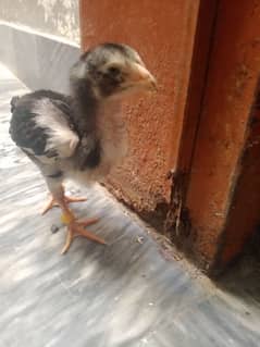 chick