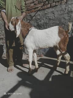 Desi bakray | Rajanpuri , | Qurbani 2025 janwar |  بکرا /goat pair