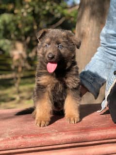 German shepherd long coat puppy