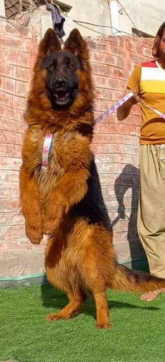 German shepherd long coat male show quality for sale