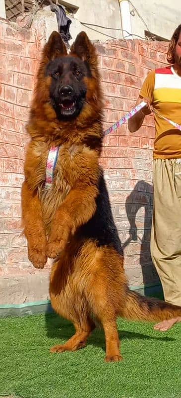 German shepherd long coat male show quality for sale 0