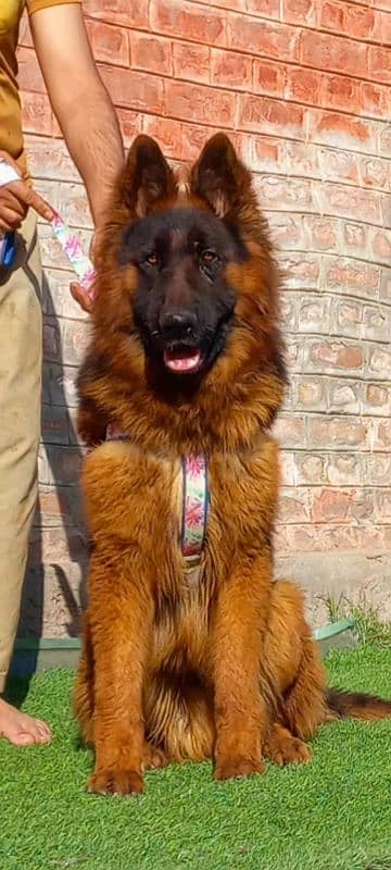 German shepherd long coat male show quality for sale 1