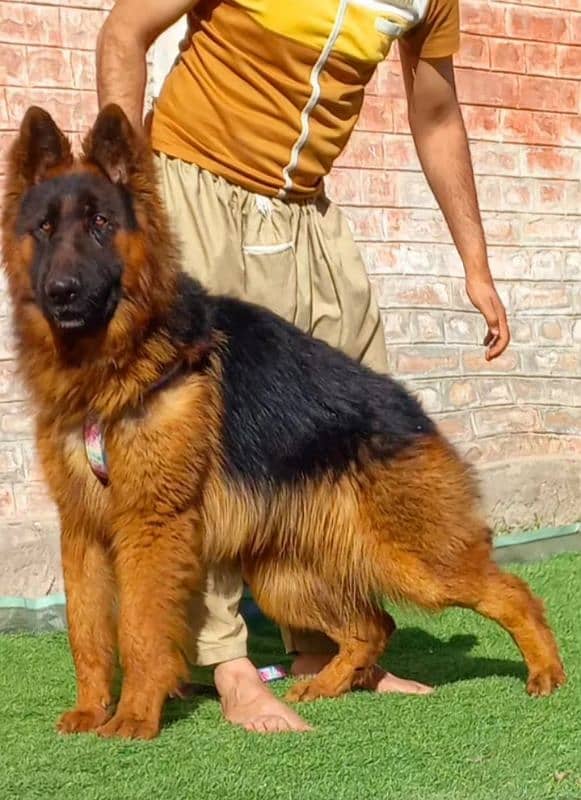 German shepherd long coat male show quality for sale 2