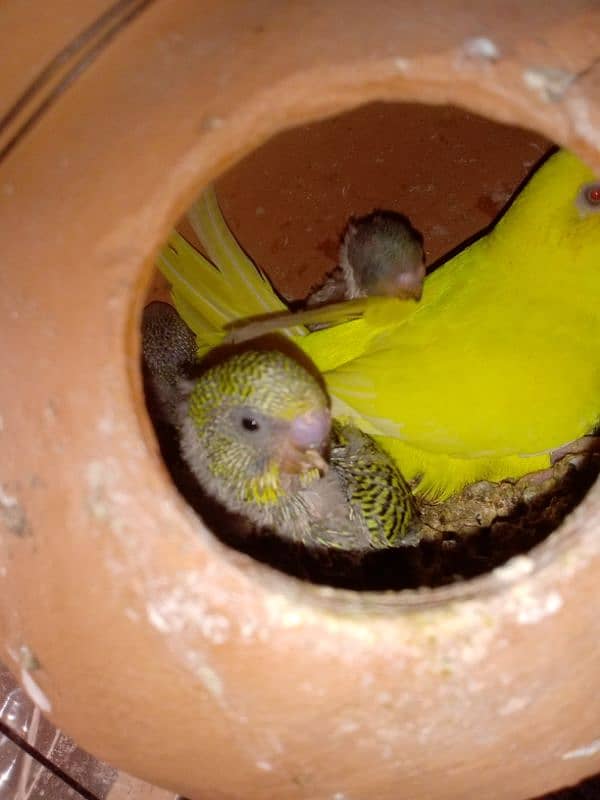 Australian Parrot chick for tame 0