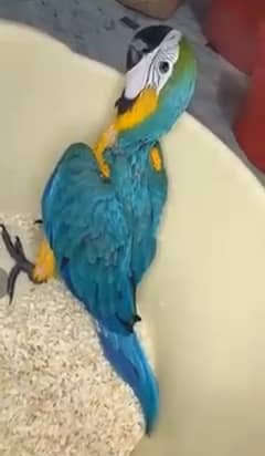 macaw