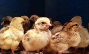 Golden Misri chicks day 5 to day 10