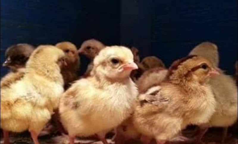 Golden Misri chicks day 5 to day 10 0