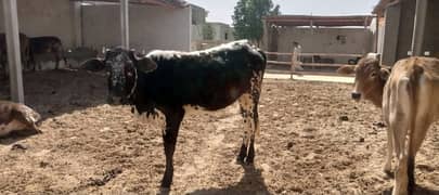 KS Cattle Form, Behtreen Bachre Eid Ul Uza k liye tayar